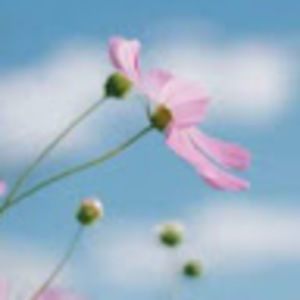 Meet your Posher, Edith